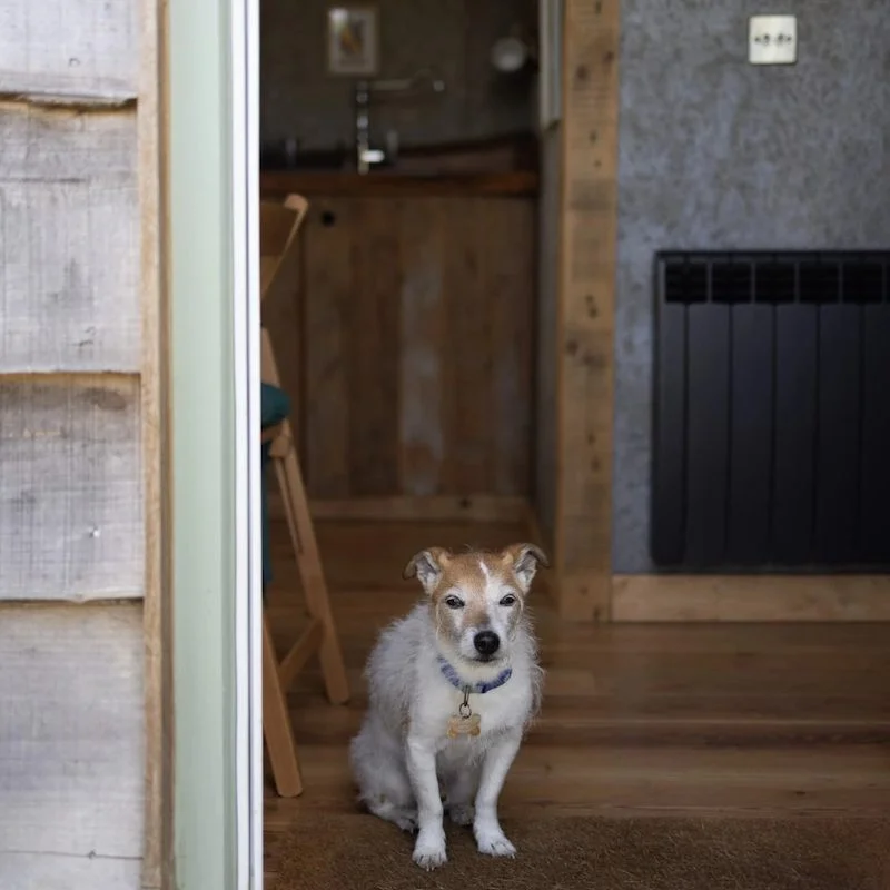  Glamping in Sussex with Dogs