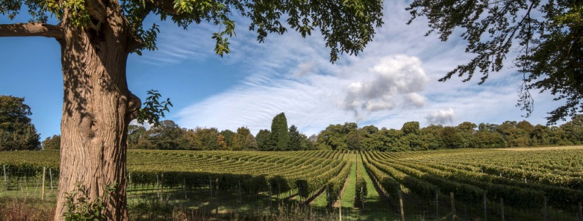 sussex wine trail