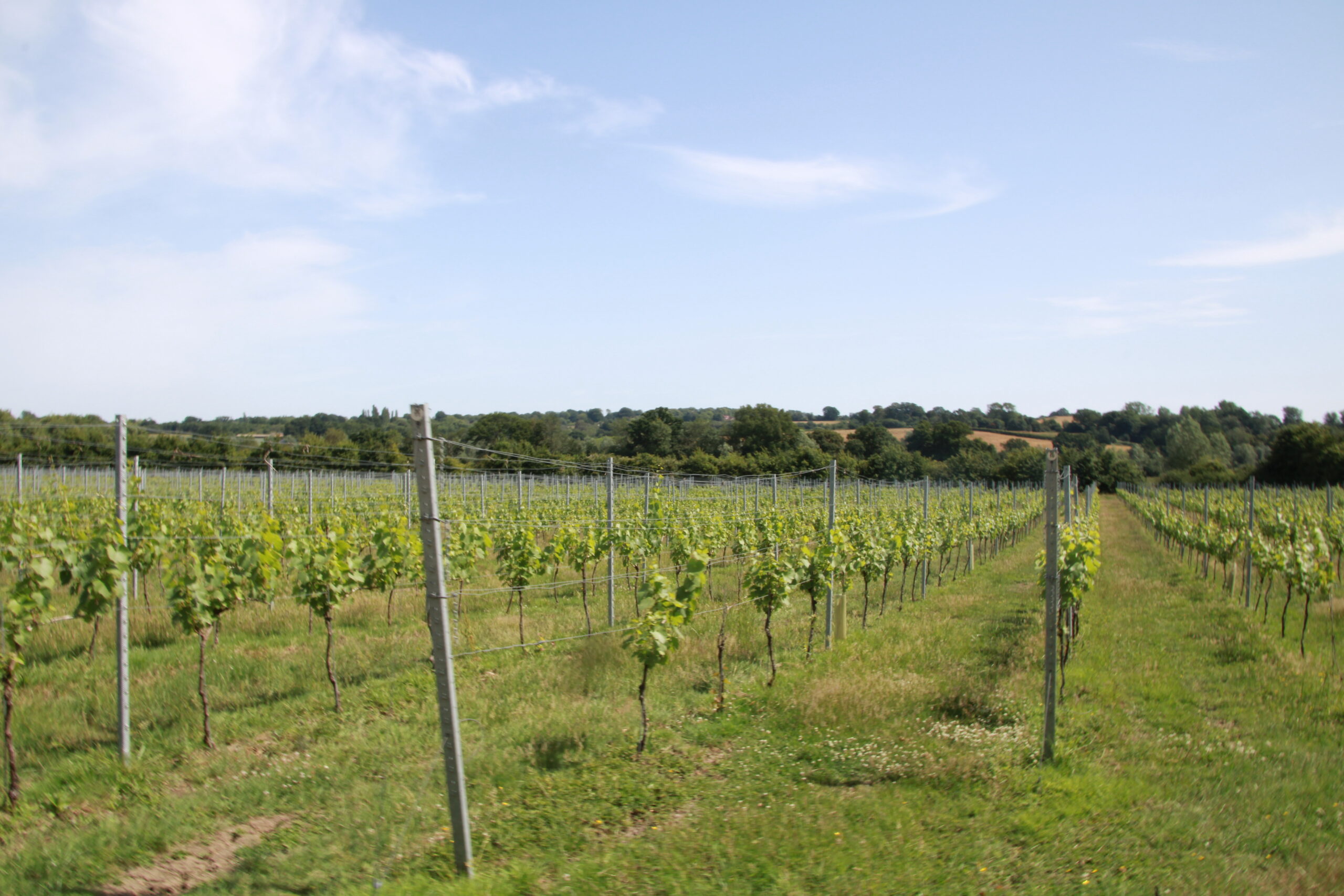 wine tours sussex