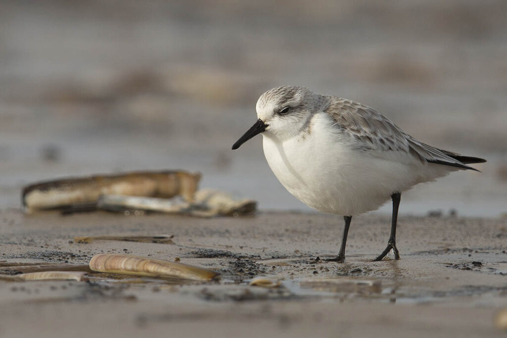 birdwatching in sussex