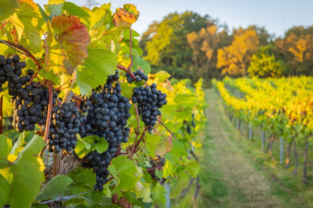 english wine week